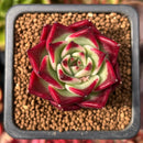 Echeveria Agavoides 'Sarabony Superclone' 1" Succulent Plant