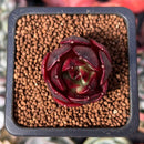 Echeveria 'Black Tan' 1" Selected Clone Succulent Plant