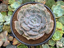 Echeveria 'Lilacina' Marble Variegated 6" Large Succulent Plant