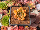 Echeveria sp. 1" Succulent Plant