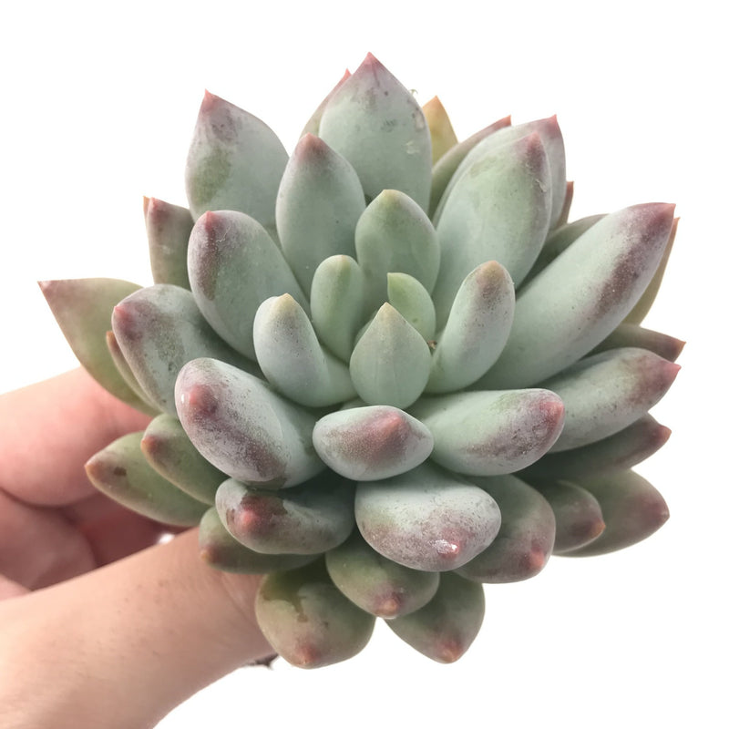 which succulents are patented Echeveria 'Venus' 2"-3" Powdery Succulent Plant – True Succulents Plant Co