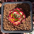 Echeveria Agavoides 'Jelly Cassiopeia' 1" Succulent Plant