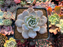 Echeveria 'Grouse' 3" Succulent Plant