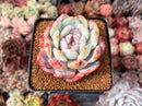 Echeveria 'Orange Monroe' 3" Succulent Plant