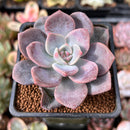 Echeveria 'Missing You' 2" Succulent Plant