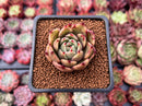 Echeveria Agavoides 'Padma' 2" Succulent Plant