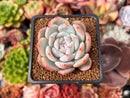 Echeveria 'Hosikage' 2" Succulent Plant
