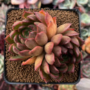 Echeveria Agavoides 'Red Bell' 3" Cluster Succulent Plant