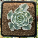 Echeveria 'Compton Carousel' 2"-3" Succulent Plant