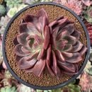 Echeveria 'Pink Champaign' 4” Cluster Succulent Plant