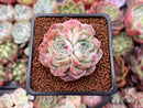 Echeveria 'Rosalina' Bifurcated 1"-2" Succulent Plant