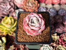 Echeveria Hybrid sp. 1"-2" Succulent Plant