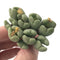Conophytum 'Bilobum' Cluster 2"-3" Succulent Plant