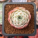 Echeveria 'Jeong-wol' 1" Succulent Plant