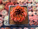 Echeveria Agavoides 'Dark Pamela' 2" Succulent Plant