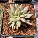 Echeveria 'Elkhorn' Variegated Crested 2" Succulent Plant