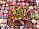 Echeveria Agavoides 'Lipstick' 3" Succulent Plant