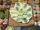 Echeveria 'Compton Carousel' 3" Succulent Plant