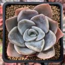 Echeveria 'Bambino' 3" Succulent Plant