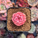 Echeveria sp. 1" Small Succulent Plant