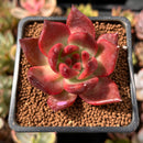Echeveria Agavoides 'Amestro' 2" Succulent Plant