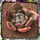 Echeveria 'White Champaign' 2"-3" Succulent Plant