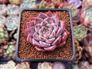Echeveria 'Fresco' 2" New Hybrid Succulent Plant