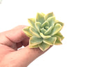 Echeveria 'Harry Watson' Variegated 2"-3" Succulent Plant