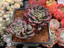 Echeveria 'Miracle' Variegated 2" Cluster Succulent Plant