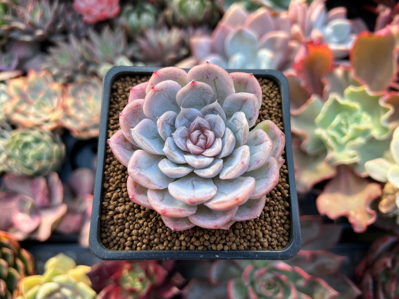succulents froze Echeveria 'Elsa' 2" Succulent Plant – True Succulents Plant Co