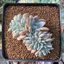 Echeveria 'Hosikage' Crested 2"-3" Succulent Plant