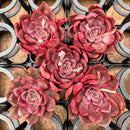 Echeveria 'Mina' 1"-2" *Set of 5* Succulent Plants