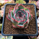 Echeveria 'Estrella' 2" Succulent Plant