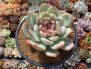 Echeveria 'Ivory' Selected Clone 4" Succulent Plant