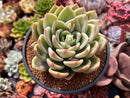 Echeveria 'White Champaign' 4" Succulent Plant