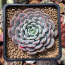 Echeveria 'Raffine' 3" Powdery Succulent Plant
