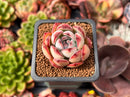 Echeveria 'Ice Call' 1" Succulent Plant