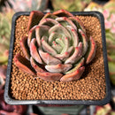Echeveria 'Baekya' 2" Succulent Plant