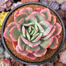 Echeveria 'Luella' Variegated 4" Succulent Plant