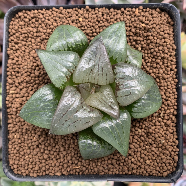 Haworthia Comptoniana 'Stained glass' 1"-2" Succulent Plant