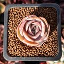 Echeveria 'Blue Surprise' 1" Succulent Plant