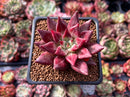 Echeveria Agavoides 'Fire Eagle' 2" New Hybrid Succulent Plant