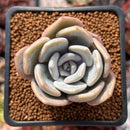 Echeveria 'Tiramisu' 2" Succulent Plant
