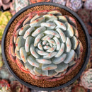 Echeveria 'Orange Monroe' 4" Succulent Plant