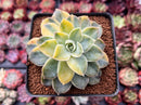Graptoveria 'Harry Watson' Variegated 2"-3" Succulent Plant