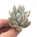 Pachyveria ‘Simonoasa’ Variegated 2" Succulent Plant