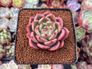 Echeveria 'Sharman' 2" Succulent Plant
