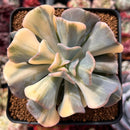 Echeveria 'Cubic Frost' Variegated 3"-4" Succulent Plant