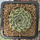 Echeveria 'Blackthorn' 1" Succulent Plant