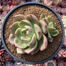 Echeveria 'Monroe Chanel' 4" Succulent Plant